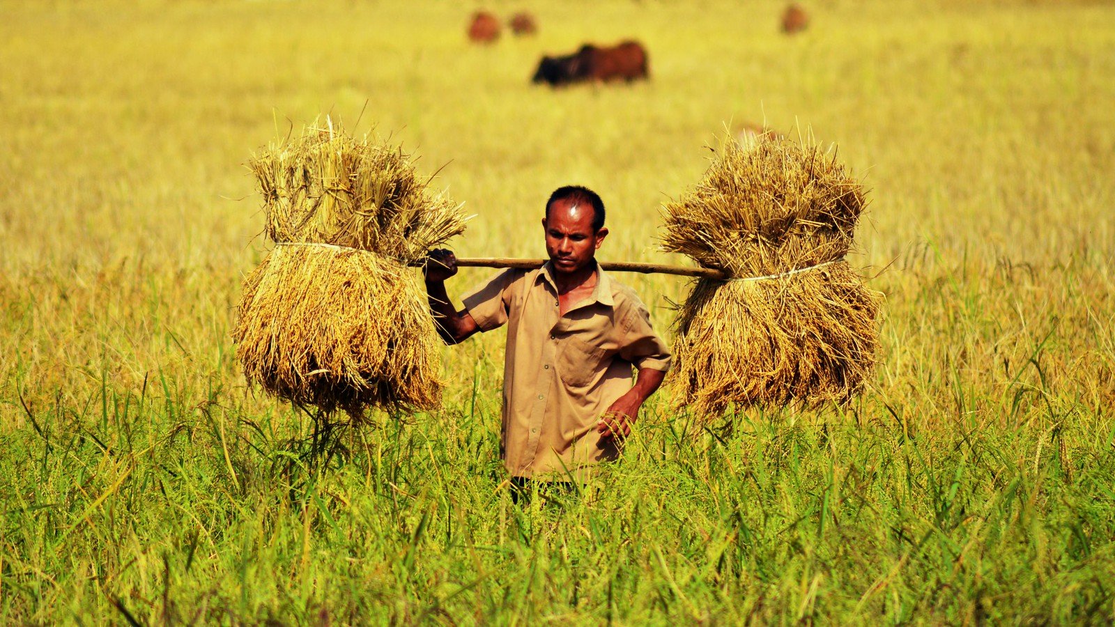 FarmiNova Global Trade Farmers
